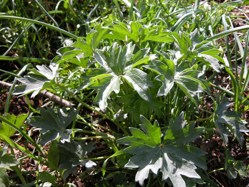 Ranunculus cfr. macrophyllus.